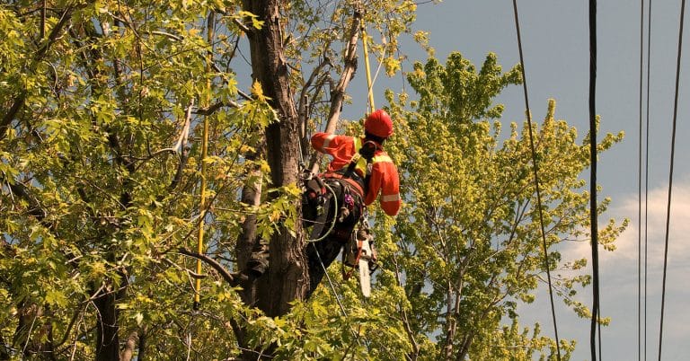 Arbres et espaces verts par temps “vent et pluie” - Bonnes pratiques de maintenance