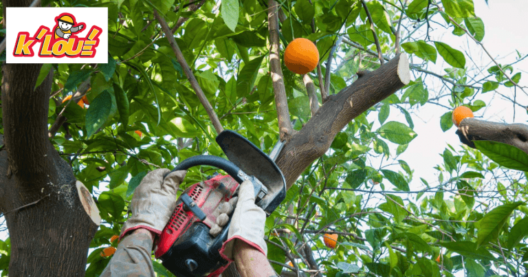 Élaguer un arbre : pourquoi et comment couper une branche ?
