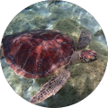Nadine Dominichini profile picture